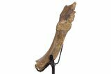 Fossil Crocodylomorph Humerus w/ Metal Stand - South Dakota #335518-4
